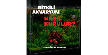 Bitkili Akvaryum Nasıl Kurulur? (2026 Güncel Rehber)
